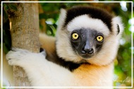 Madagascar Photography Tour with Simone Sbaraglia